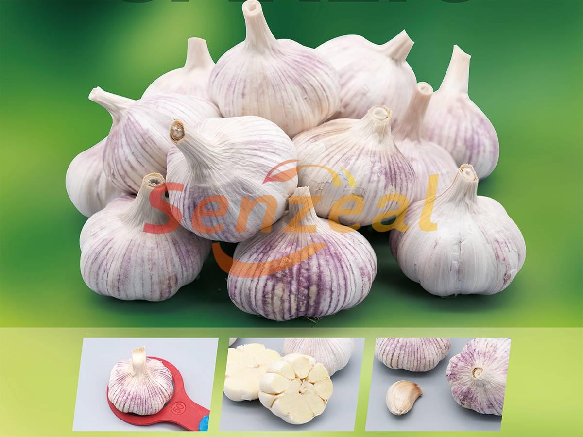 Normal White Fresh Garlic